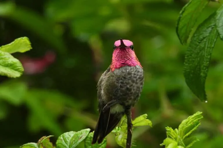 Hummingbird